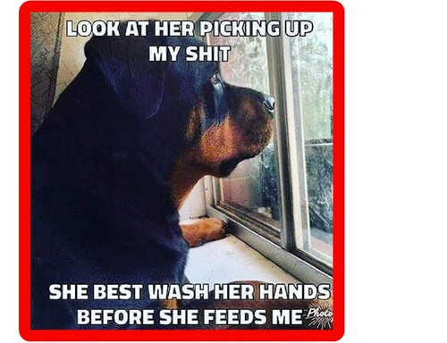 Funny rottweiler cane lavarsi - funny,